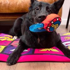 Gryzak Wonder Woman - zabawka dla psa 