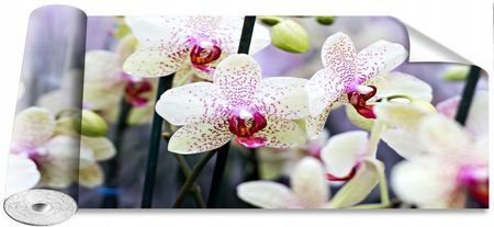 Coloray Fototapeta Samoprzylepna Orchidea Kwiaty 250X104