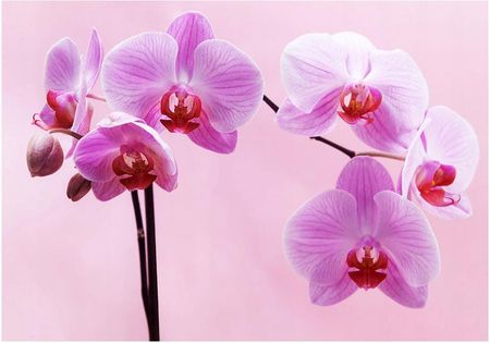 Printedwall Fototapeta 3D Orchidea Kwiaty 312X219 F00637