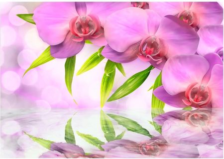 Bimag Fototapeta - Orchidee W Kolorze Lila 100 X 70