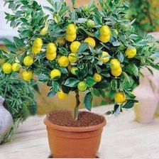 Cytryna Zwyczajna Lemon Lover 20-40Cm P12 - Drzewka i krzewy owocowe