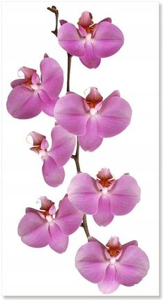 Naklejki na ścianę meble lustro 70cm Orchidea 2