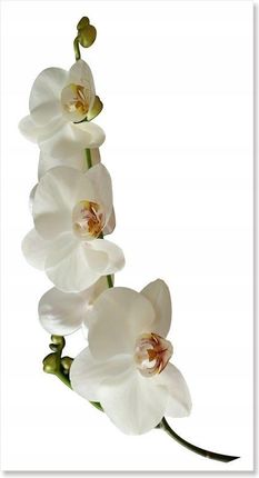 Naklejki na ścianę meble lustro 70cm Orchidea 1