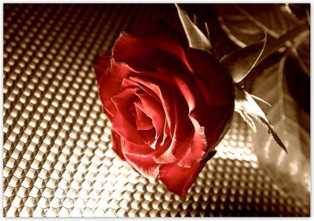 Fototapeta 312X219 Róża Dla Dziewczyny