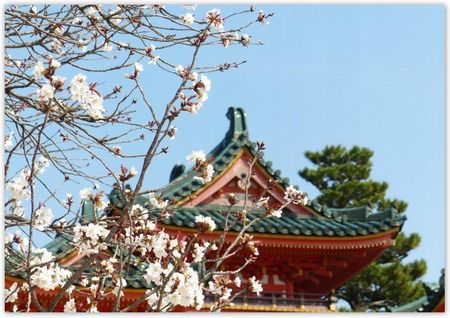 Fototapeta 312X219 Kwitnąca Wiśnia W Japonii