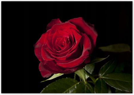 Fototapeta 312X219 Śliczna Róża