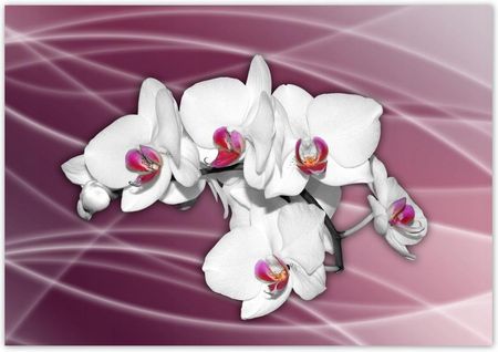 Fototapeta 312X219 Piękna Orchidea Kwiaty