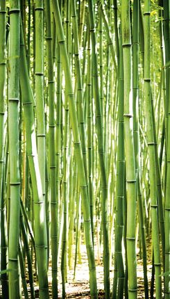 Grandeco Mural Łodygi Bambusu Bambus Efekt 3D Na Flizelinie