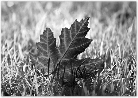 Fototapety 312X219 Jesienny List Na Trawie