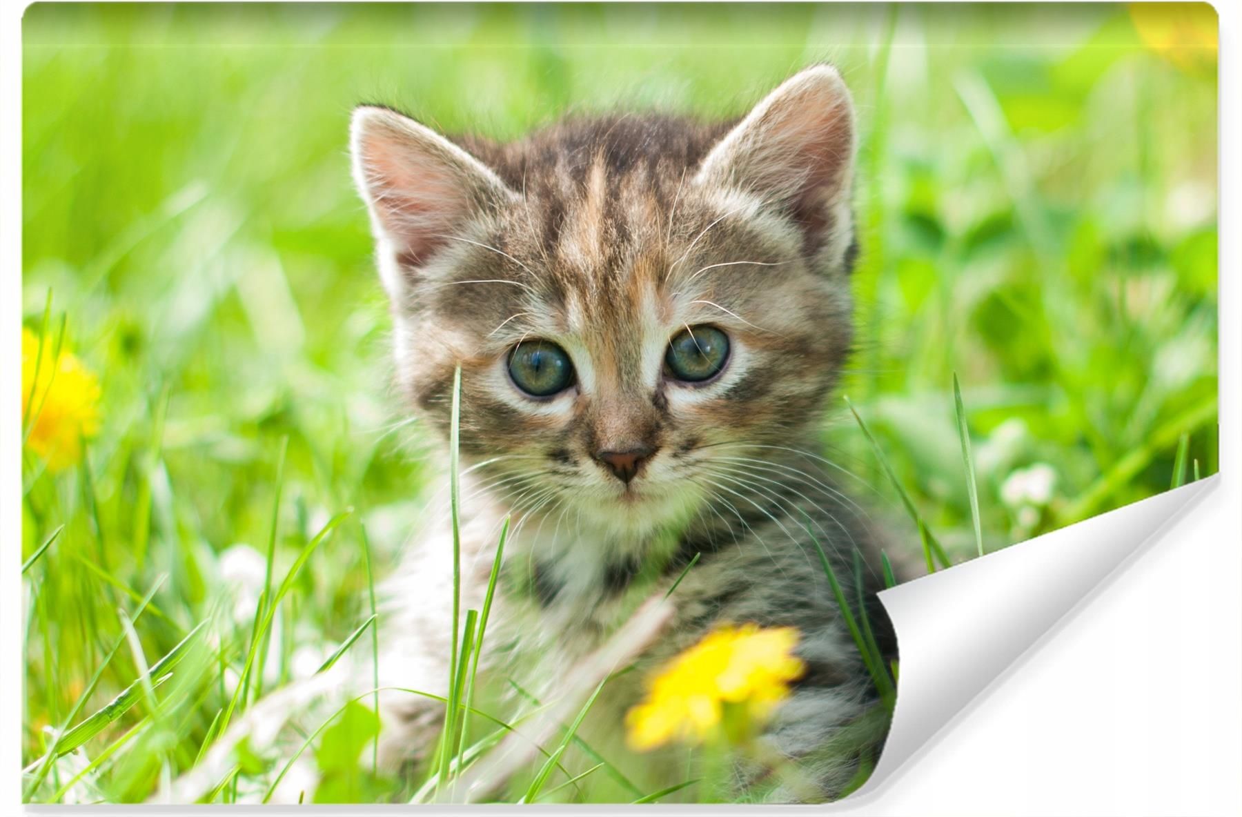 Fototapeta Dla Dzieci Uroczy Kotek Natura 135x90 Opinie i ceny na