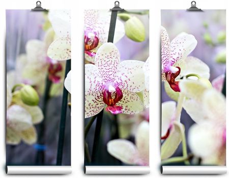 Fototapeta Lateksowa Kwiaty Orchidea 104x70