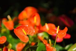 Zdjęcie Dixie Store Anturium Pomarańczowe Anthurium Karma Orange P9 1766 - Pilzno