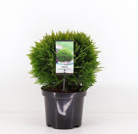Obi Tuja Thuja Sp. 19Cm - Ceny i opinie - Ceneo.pl