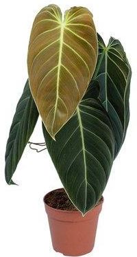 Obi Filodendron Philodendron Melanochrysum - Wys. 40 - 45cm - Ceny i opinie  - Ceneo.pl
