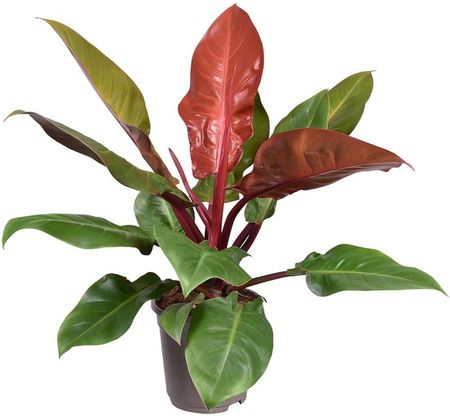 Obi Filodendron Philodendron Prince Of Orange - Wys. 45 - 55cm - Ceny i  opinie - Ceneo.pl