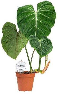 Obi Filodendron Philodendron Special - Wys. 40 - 45cm - Ceny i opinie -  Ceneo.pl