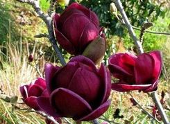 Magnolia Genie Piękne Bordowe Kwiaty 40-60Cm C2 - Drzewka i krzewy ozdobne