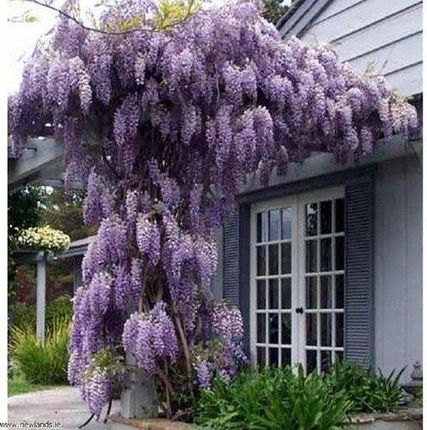 Wisteria Violacea Plena Fioletowa P9 - Ceny i opinie - Ceneo.pl