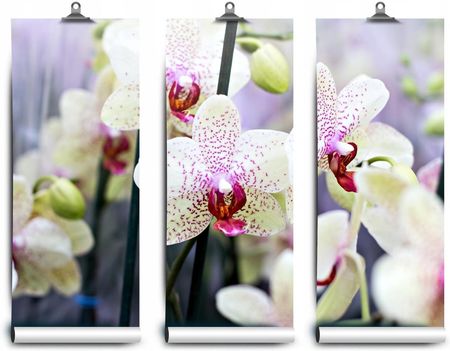 Fototapeta Lateksowa Kwiaty Orchidea 416x254
