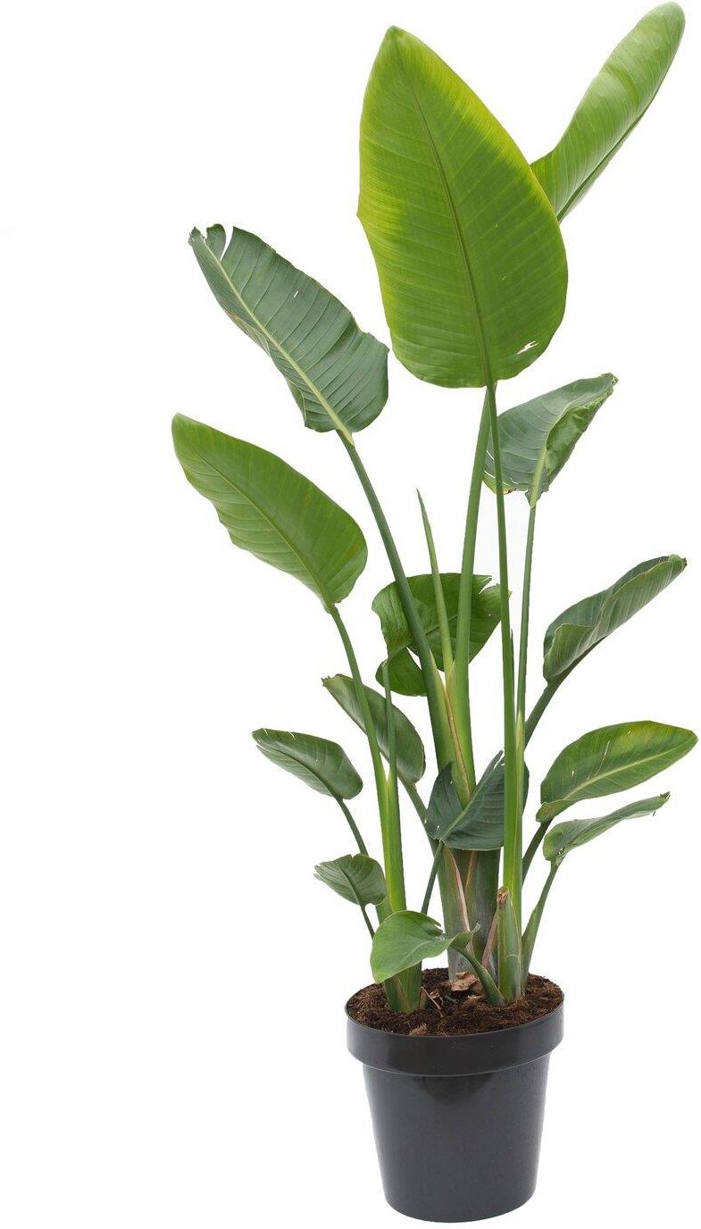 Obi Strelicja Biaa Strelitzia Nicola - Wys. 175-200cm - Ceny i opinie -  Ceneo.pl
