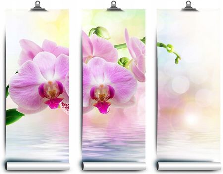 Coloray Tapeta Lateksowa Róż Orchidea 416x254 + Klej