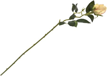 Kwiat Róża 288547