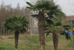 Palma Mrozoodporna Trachycarpus Fortunei P13 - Kwiaty i rośliny ogrodowe i balkonowe