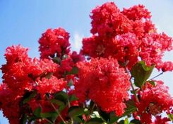 Lagerstroemia Czerwona Coccinea P9 - Kwiaty i rośliny ogrodowe i balkonowe