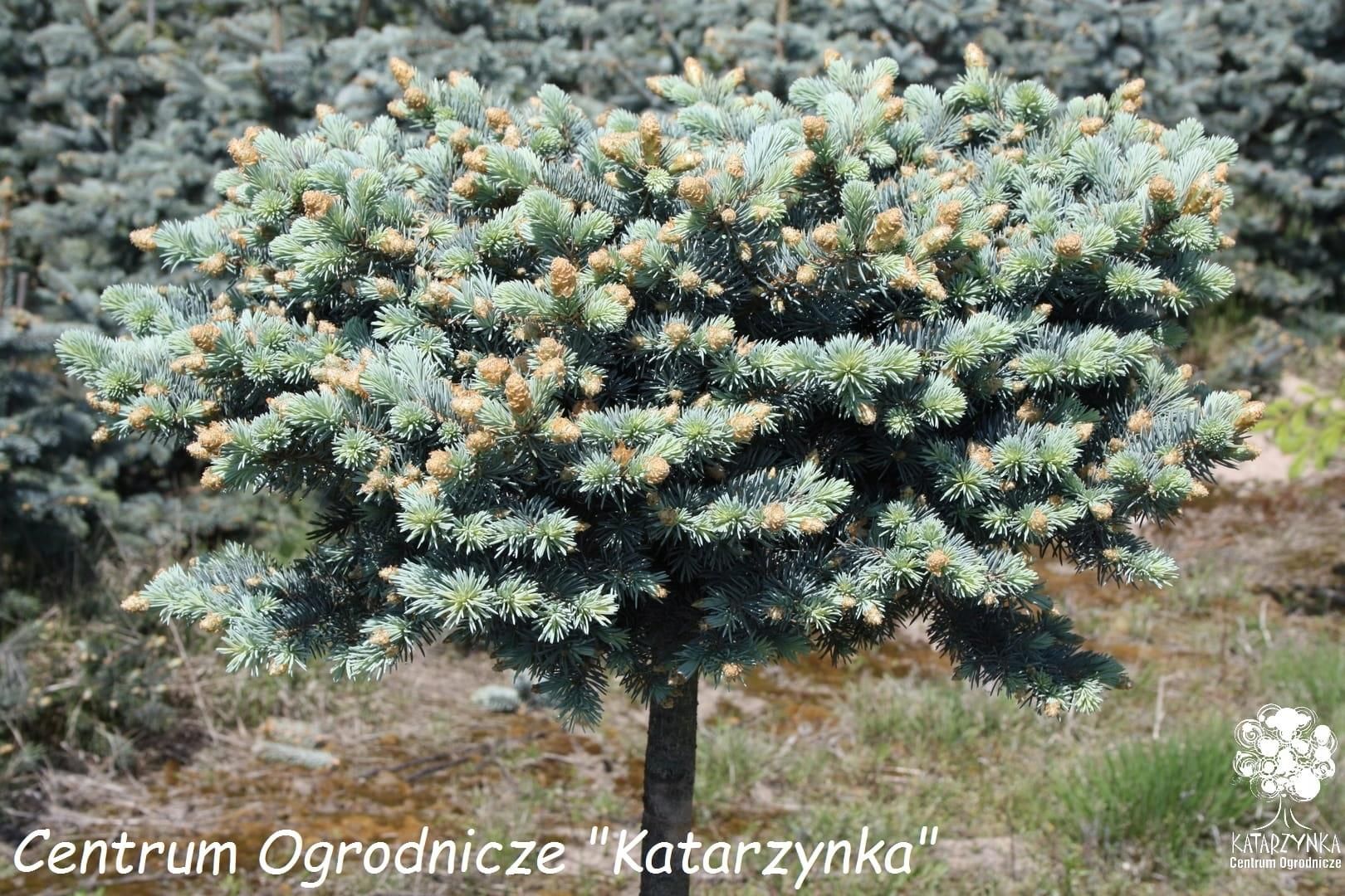 Świerk Glauca Globosa Szczepiony Na Pniu Pa Ceny I Opinie Ceneo Pl