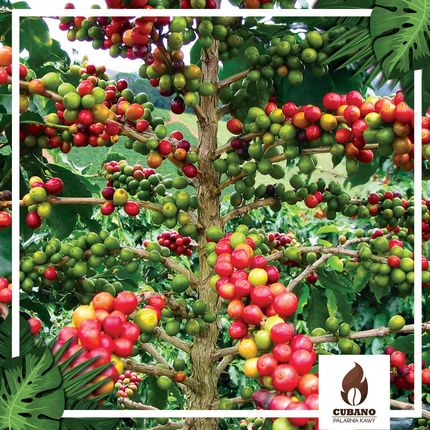 Zielona kawa - Brazil Robusta Conilon - Palarnia Kawy, Sklep z kawą