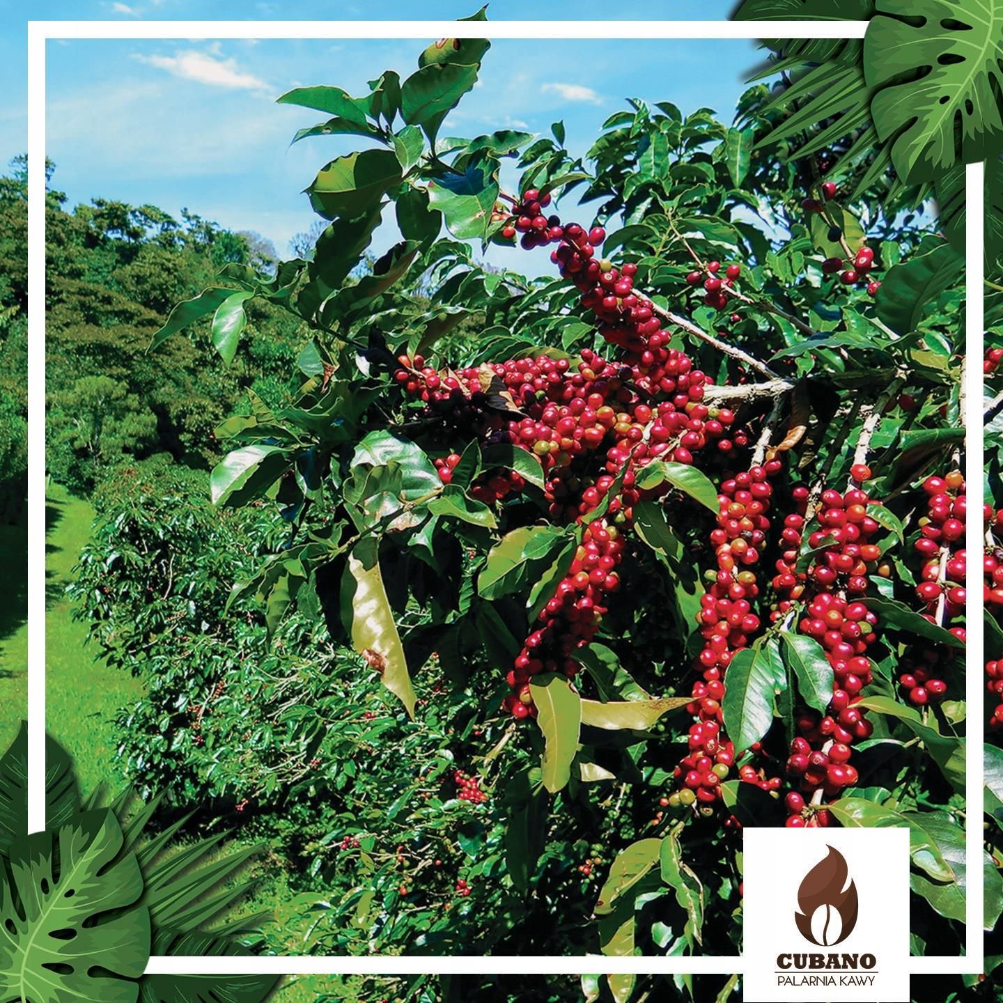 Zielona kawa - Brazil Robusta Conilon - Palarnia Kawy, Sklep z kawą