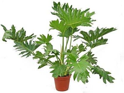 Obi Filodendron Philodendron Selloum Wys. 100 110cm - Ceny i opinie -  Ceneo.pl