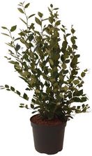 Irga Błyszcząca Cotoneaster Lucidus - Kwiaty i rośliny ogrodowe i balkonowe