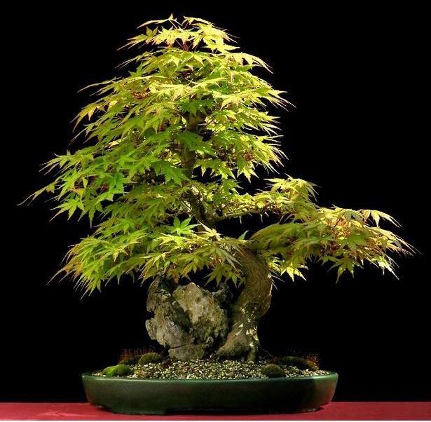 Na Bonsai Klon Palmowy Odm. Zielonolistna Acer Palmatum 10 Nasion - Ceny i  opinie - Ceneo.pl