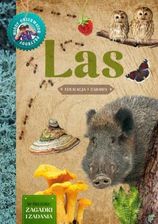 Zdjęcie Las - Hanna Będkowska - Poznań