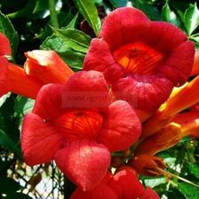 Zdjęcie Clematis Milin Amerykański Flamenco - Poznań