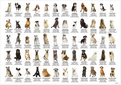 Zdjęcie Derform Podkład Na Biurko Psy Poeps - Łęczyca