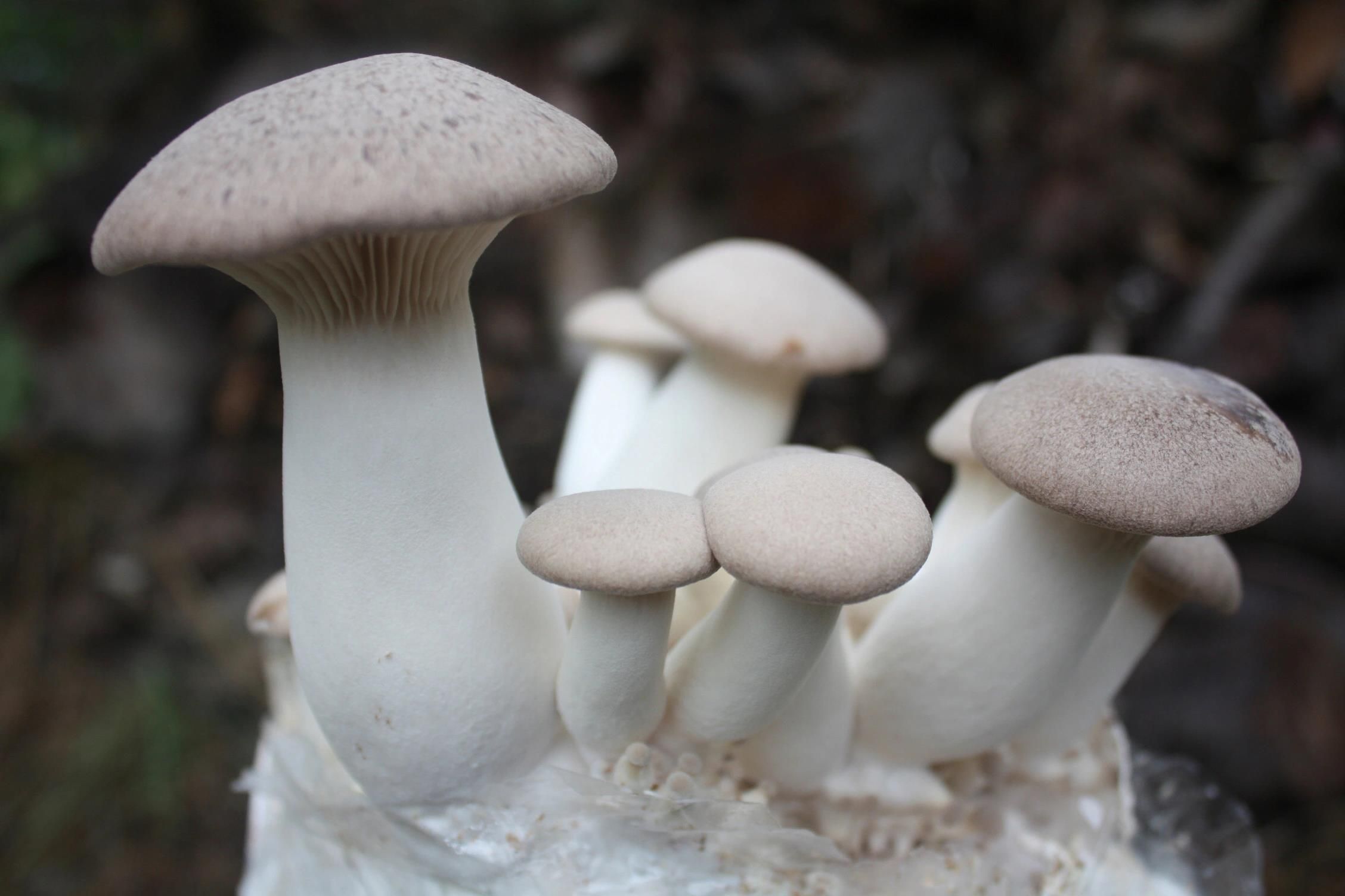 Boczniak Eryngii Grzybnia Gotowy Substrat 3Kg Ceny i opinie Ceneo.pl