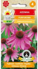 Zdjęcie Jeżówka Purpurowa Nasiona Kwiatów 1G Toraf - Sieraków