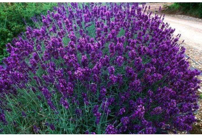 lawenda-lekarska-lavandula-officinalis-odstrasza-komary-200-nasion