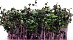 Zdjęcie Toraf Nasiona Na Kiełki Jarmuż Czerwony 10 G - Szadek