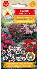 Zdjęcie Goździk Pierzasty Spring Beauty Nasiona 0,5G Toraf - Łęczyca