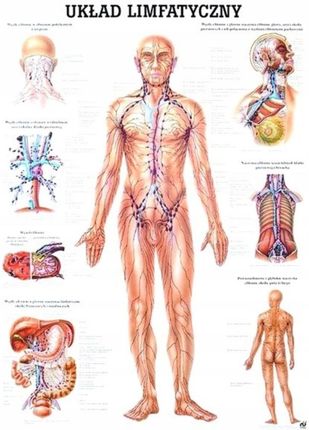 Tablica anatomiczna laminowana Układ Limfatyczny