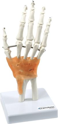 Cranstein Scientific Szkielet Dłoni Człowieka Z Palcami Model Anatomiczny