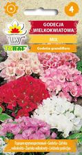Zdjęcie GODECJA WIELKOKWIATOWA 1G TORAF TORAF - Radzymin
