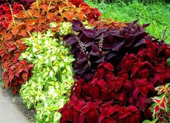 Zdjęcie Koleus Rainbow - Kutno