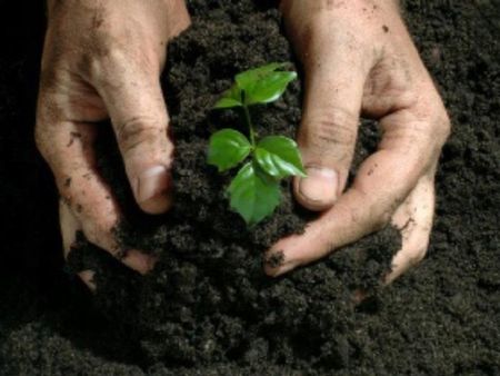 Eko Pro Ziemia Podłoże Do Roślin Zielonych Premium
