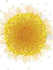 Zdjęcie Turnowsky Karnet B6 + Koperta Mo5516W Słonecznik - Dolsk