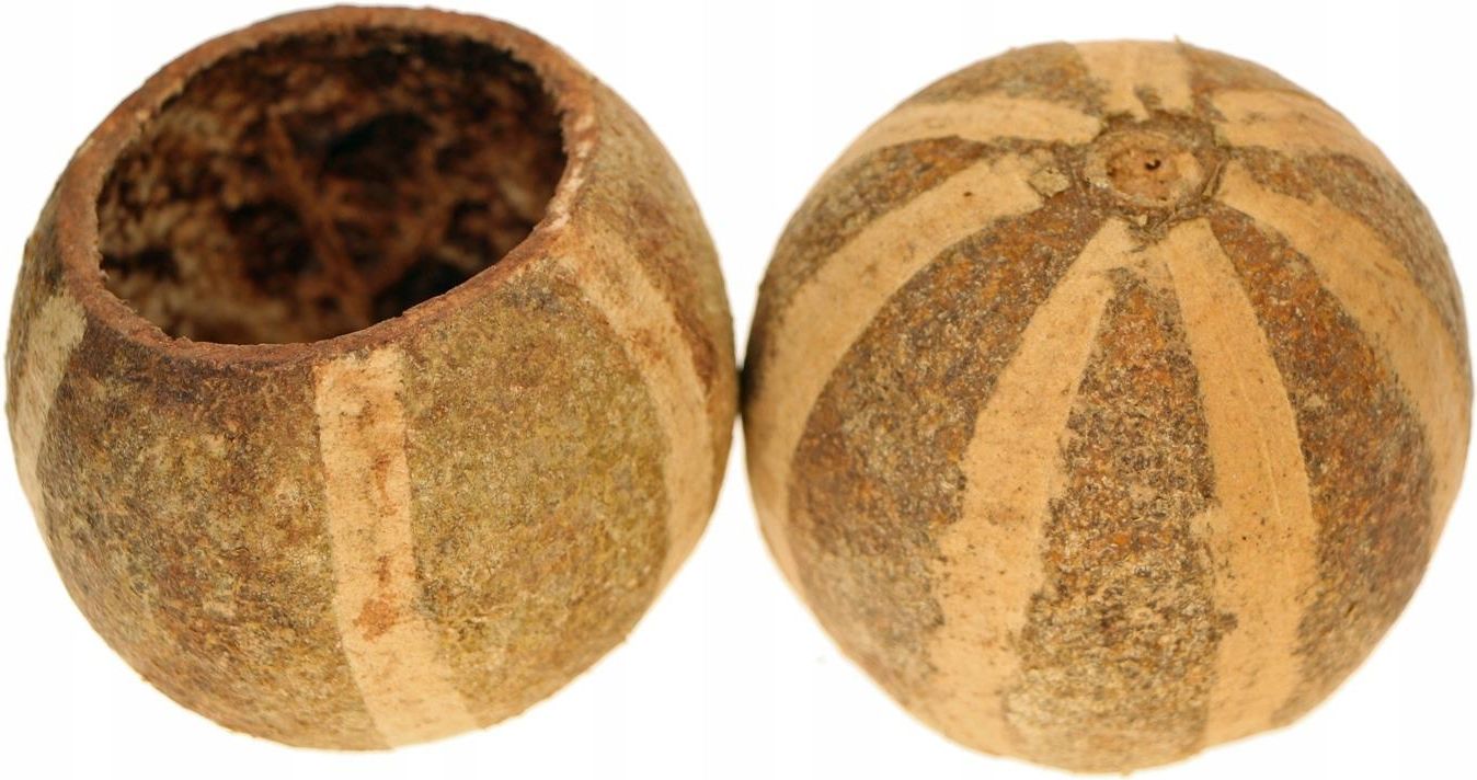 Terrario Natural Fruit M - jaskinia miska z łuski - zdjęcie 5 Terrario Natural Fruit M - jaskinia miska z łuski