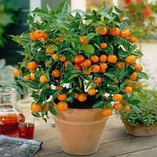 Pomarańcza Chińska Orange Juice 20-40Cm P12 - Drzewka i krzewy owocowe